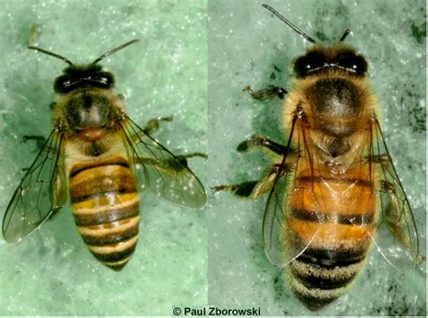 looking for asian honey bees.